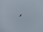 FZ012421 Kestral.jpg